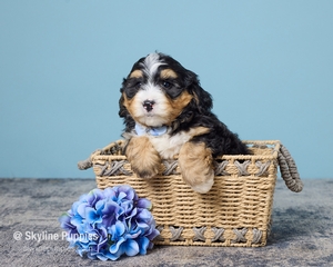 Kai F2 Mini Bernedoodle